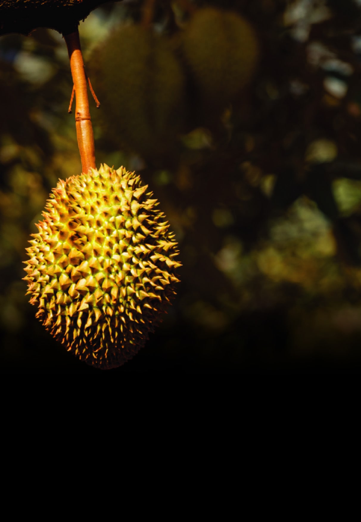 Musang Durian