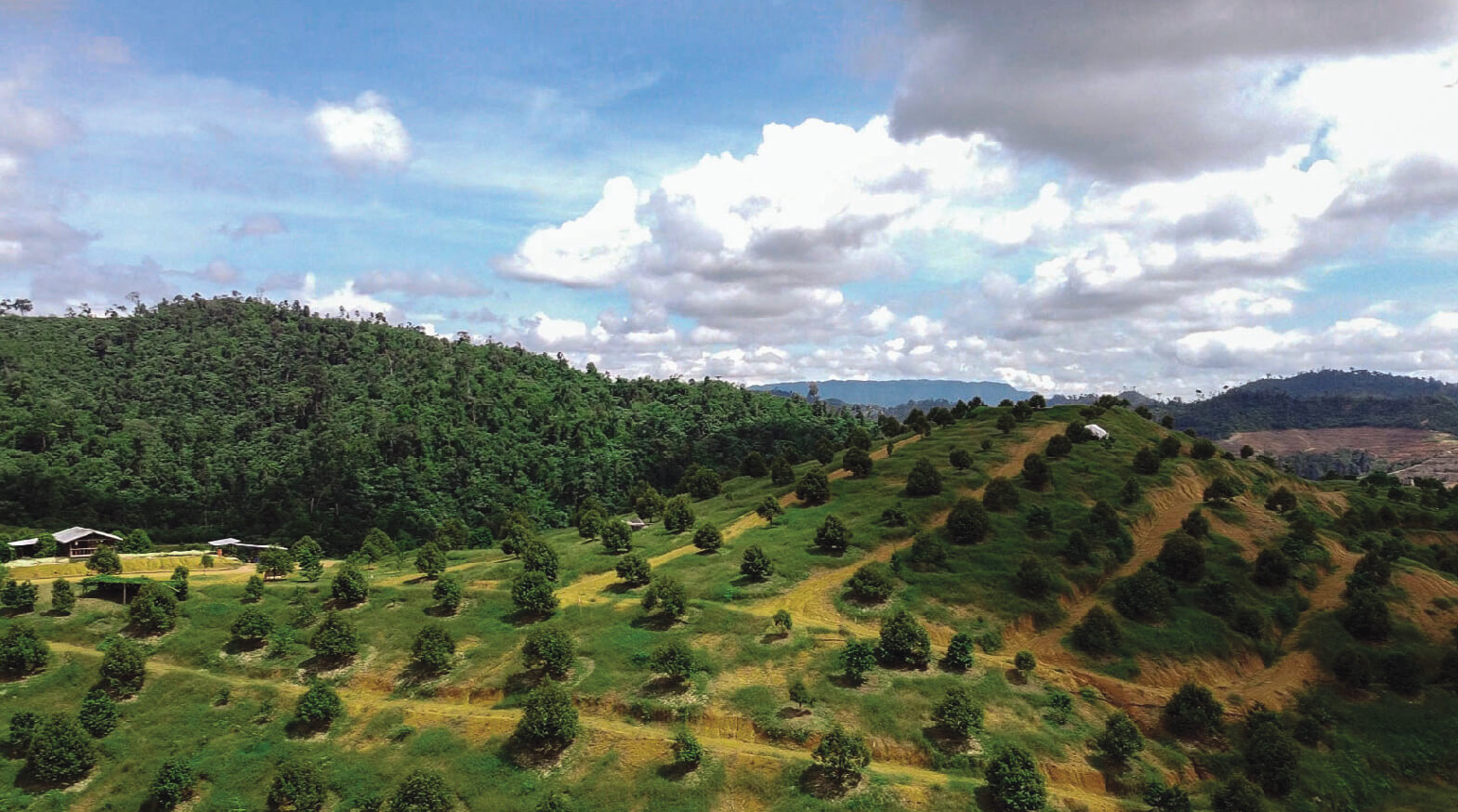 Musang Valley Plantation