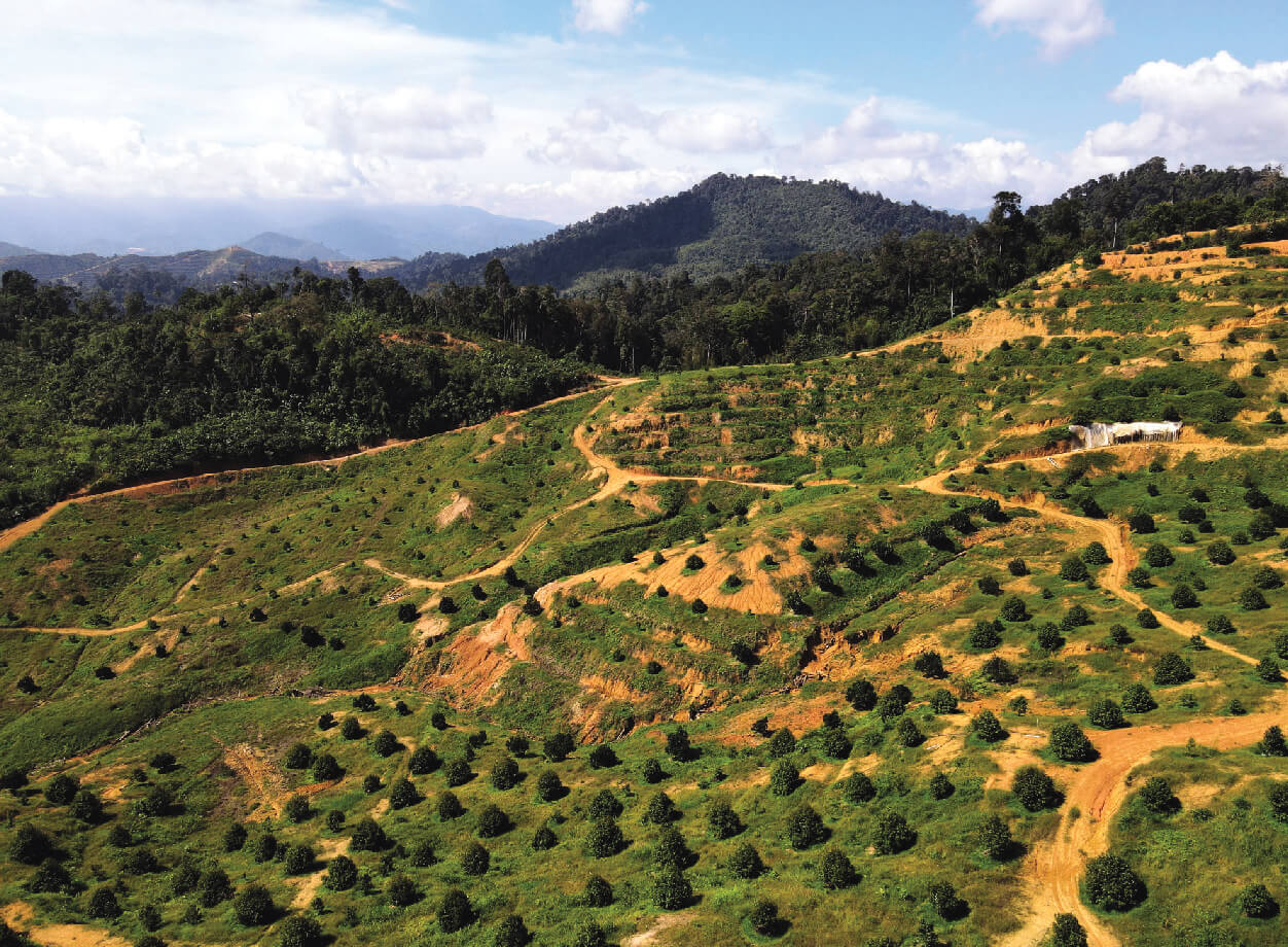 About Musang Valley Plantation