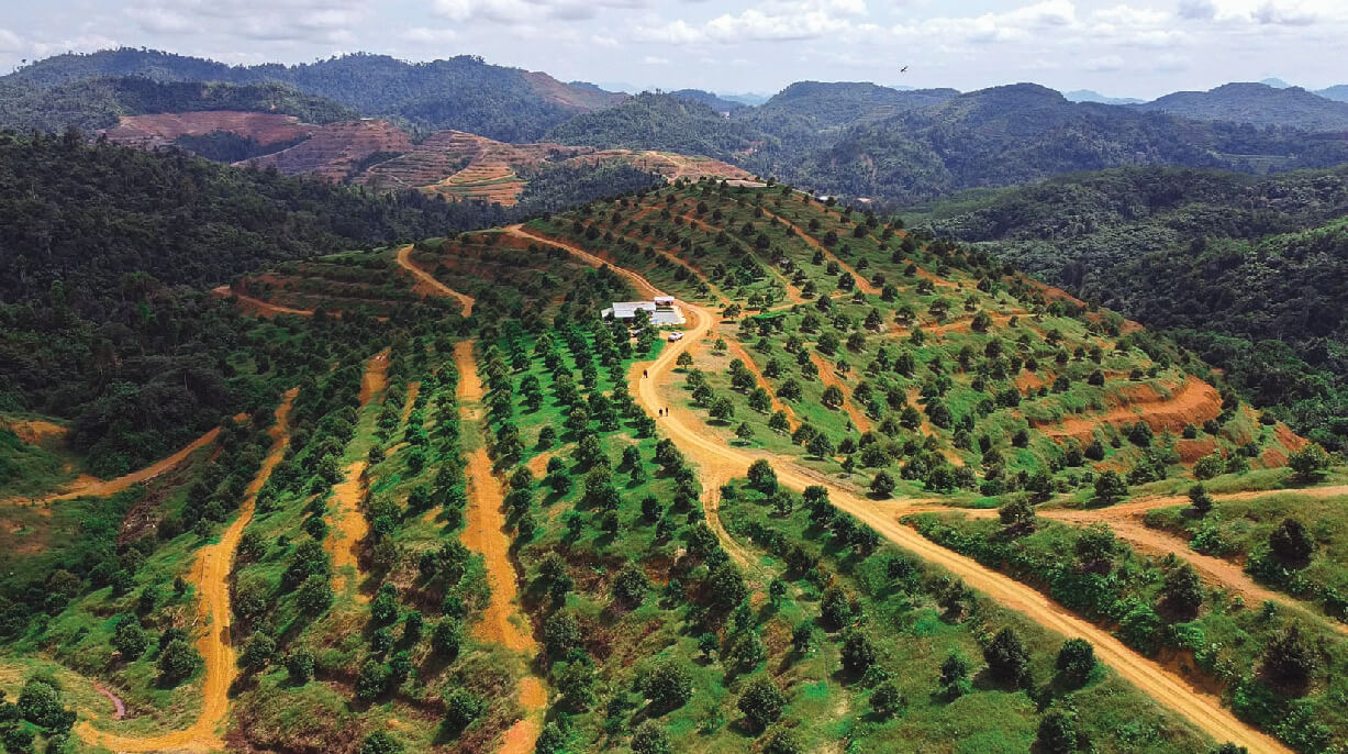 Musang Valley Plantation