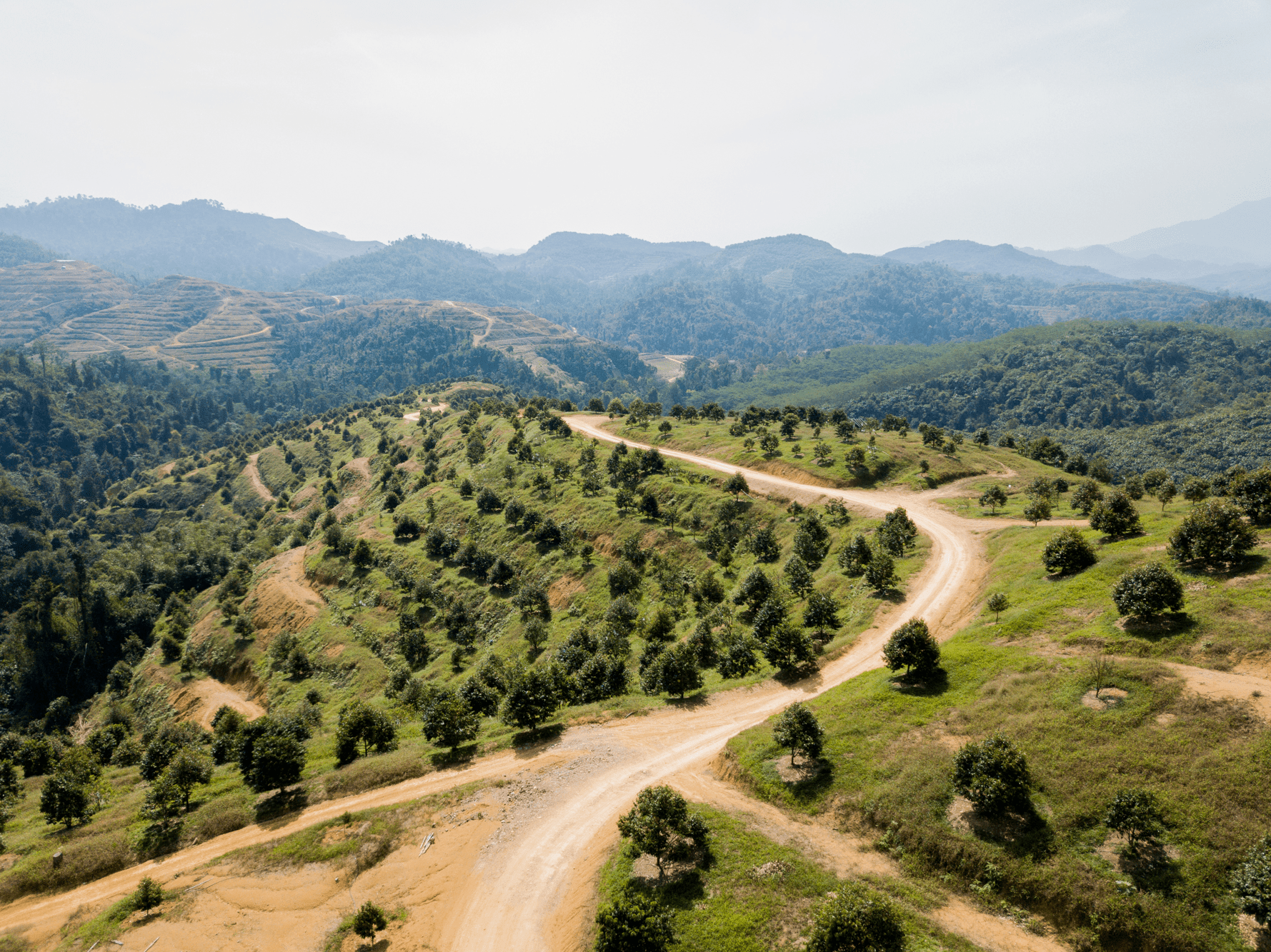 About Musang Valley Plantation